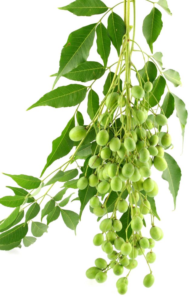 Neem-leaves-fruit.jpg