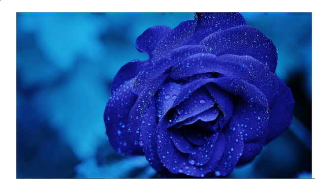 blue rose.PNG