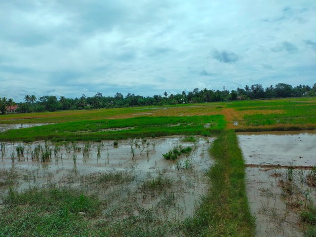 Sawah (4).jpg