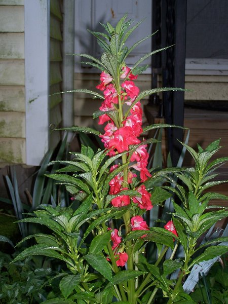 Bulkhead - balsam crop July 2018.jpg