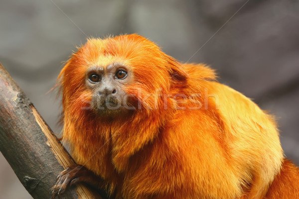 1708937_stock-photo-golden-lion-tamarin-monkey.jpg