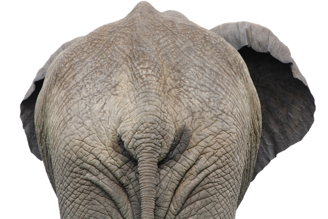 elephant-1049842_960_720.png