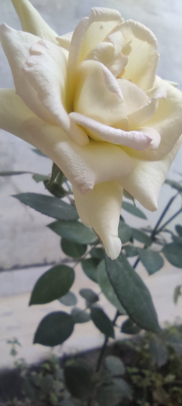 IMG_20210522_170639.jpg