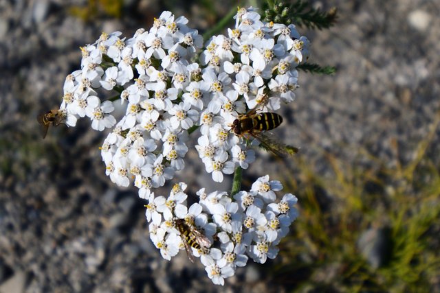 DSC_8036 3 bees.jpg