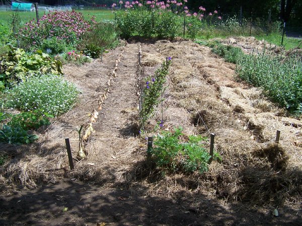 Big garden - cleaning out 2 rows of onions crop August 2019.jpg