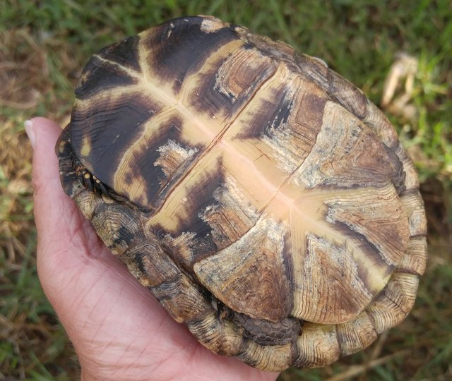 20160918_165006 - Eastern box turtle.jpg