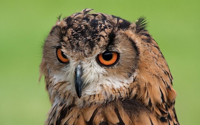 owl-bird-portrait-prey-eye-feathered-predator-feather-wild-beak-green-animal-hawk-kite-wildlife.jpg