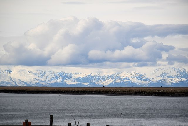 DSC_6568 wildlife wet lands mt view.jpg