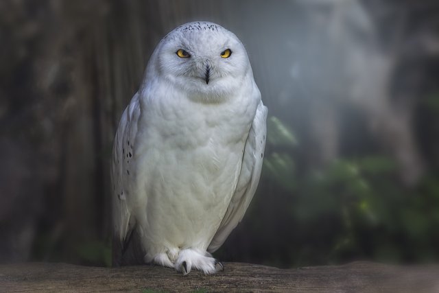 owl-783791_1920.jpg