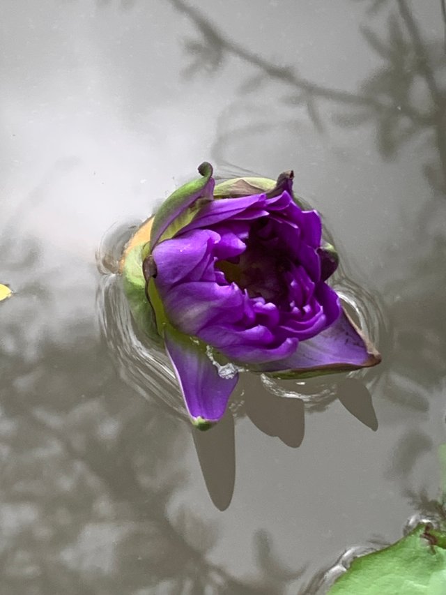 lotus flowers5.jpg
