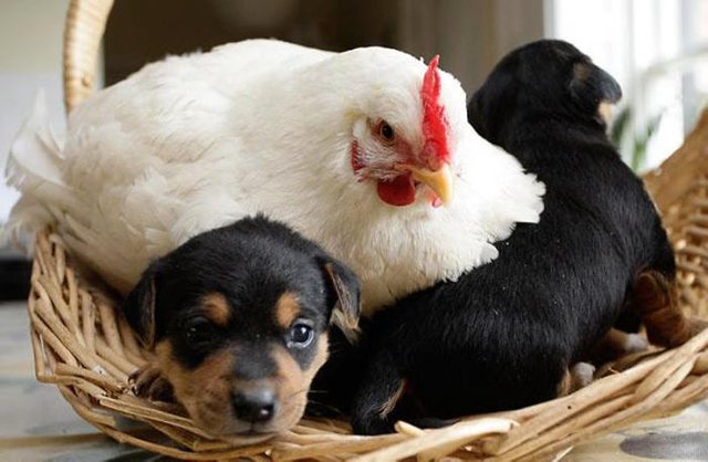 AA-hens-adopt-animals.jpg