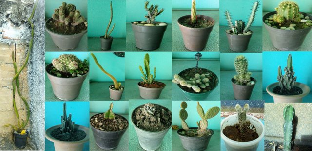 19 cactus.jpg