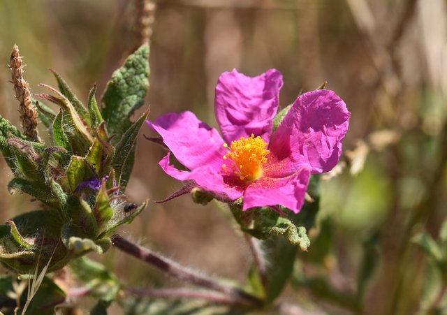 Cistus pink flower.jpg