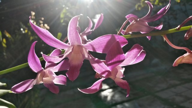 orqudea reflejo de luz.jpg