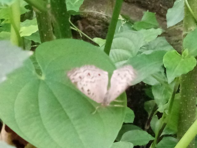 প্রজাপতি (1).jpg