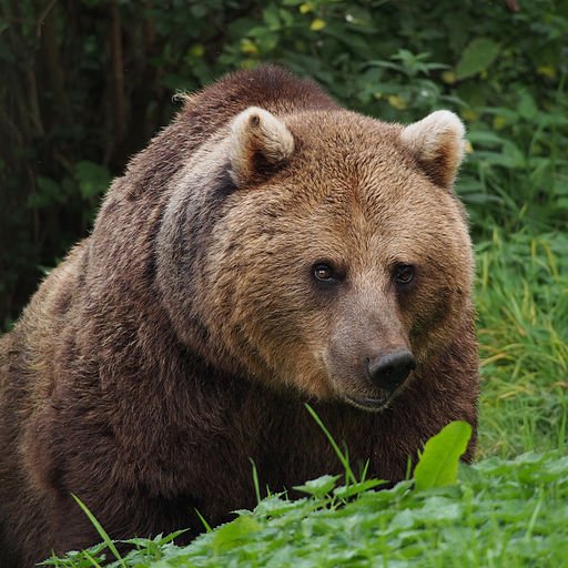 512px-European_Brown_Bear.jpg