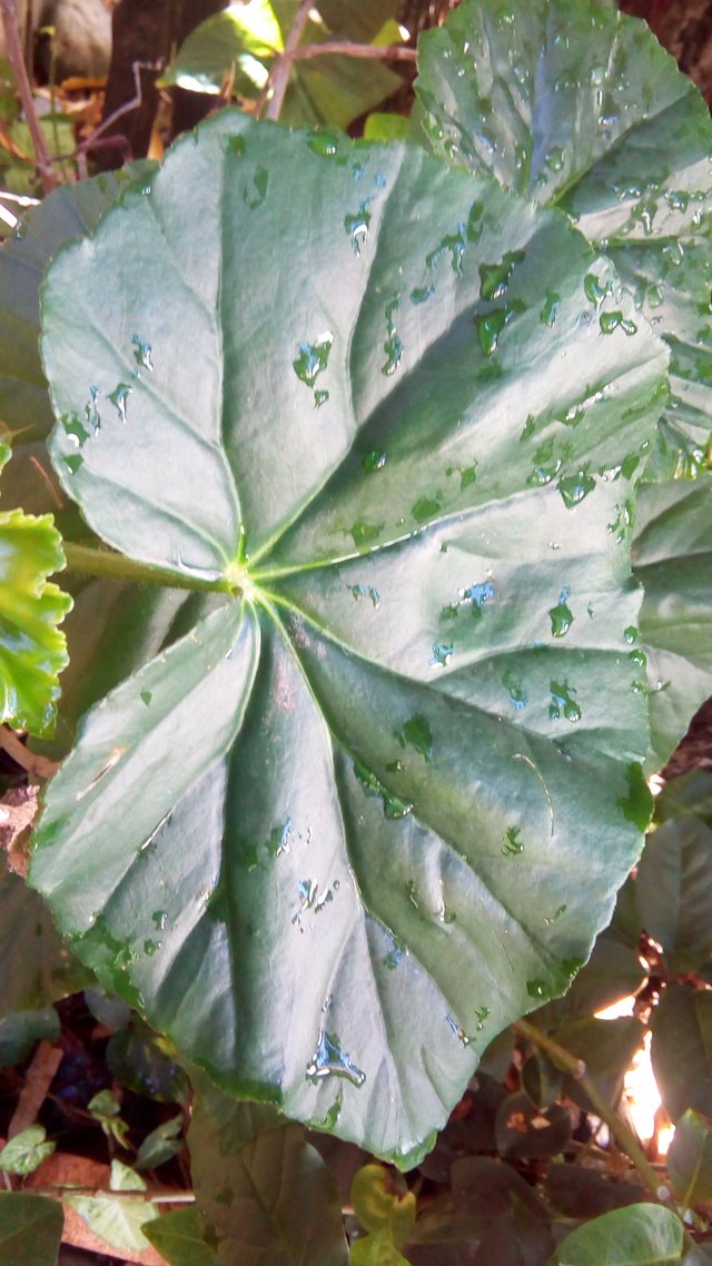 gotade agua en las hojas.jpg