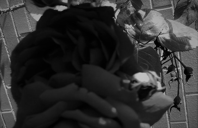 Flower Photography B&W, Rose Monster, May 21 2017.jpg