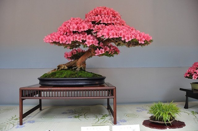 indoor-bonsai.jpg