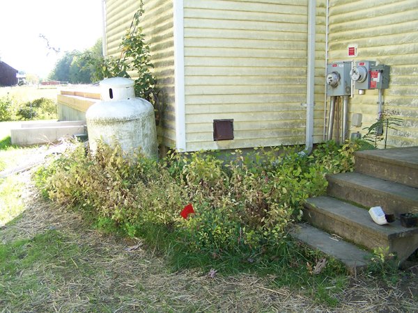 North Corner and Old North - garden disasters crop September 2019.jpg