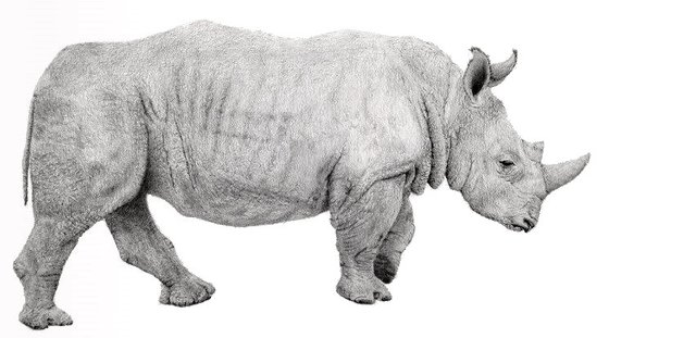 rhinoceros-pencil-drawing.jpg