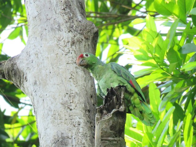 BIRD with a berry6.jpg