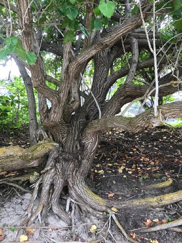 tangled tree.jpg