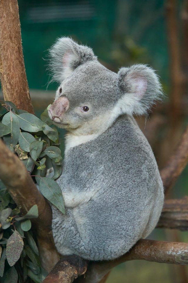 Koala 001.jpg