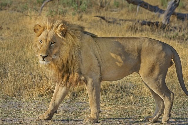 lion-515030_1280.jpg