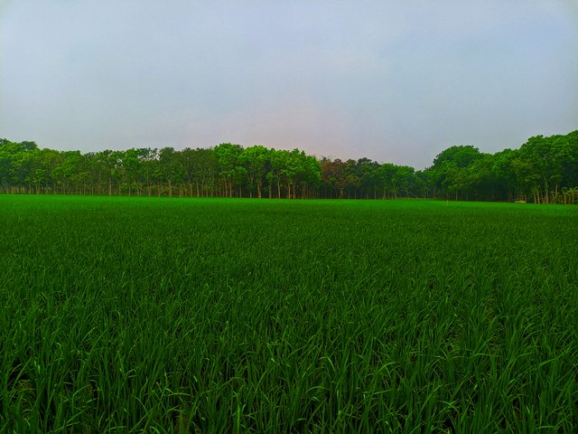 1000045166.jpg