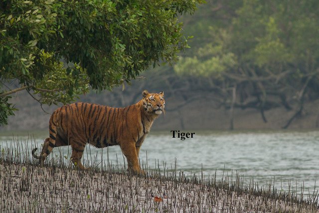 Sundarban_Tiger.jpg