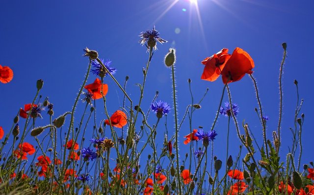 field-of-poppies-807871_960_720.jpg