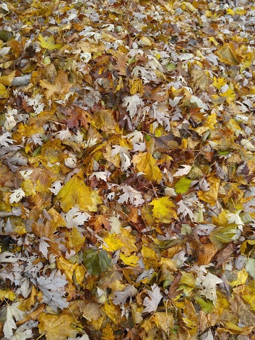 Leaves on the floor.jpg