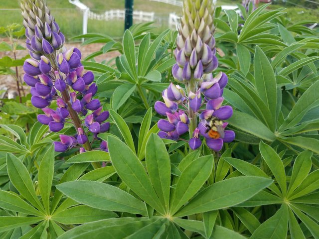 lupine-bumble-bee.jpg