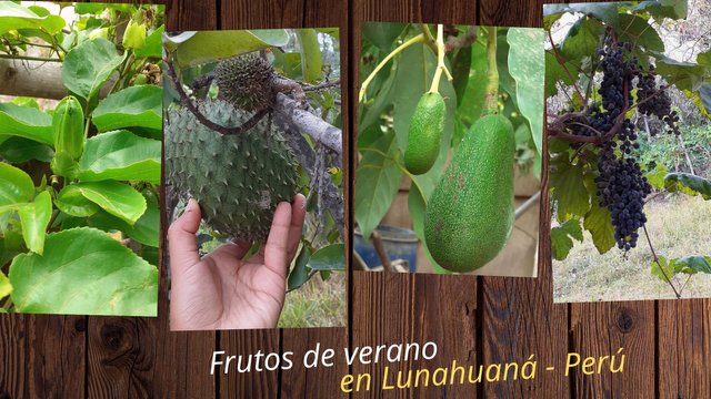 frutos de verano: guanabana,maracuya,palta y uva_Lunahuaná_Inici-arte_Diana Huarancca.jpg