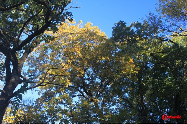 fall colors trees fontenelle forest landscape Fall0029.JPG