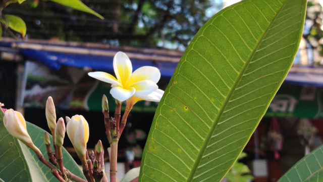 Kathgolap 花卉摄影