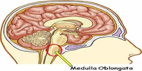 Medulla-Oblongata.jpg