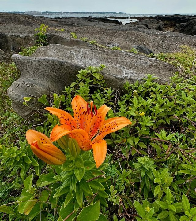 IMG_20250715_201144.jpg