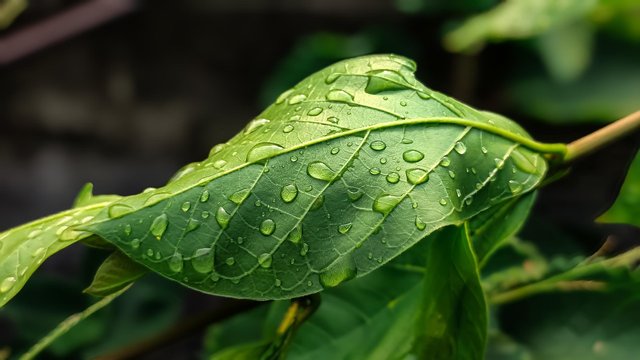 leaves-8709253_1280.jpg