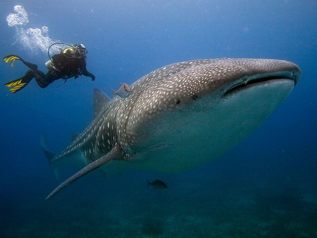 galapagos-diving-whale-shark.jpg