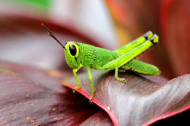 Grasshopper (4).jpg