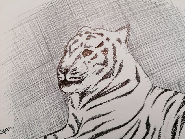 tiger pen (8).jpg
