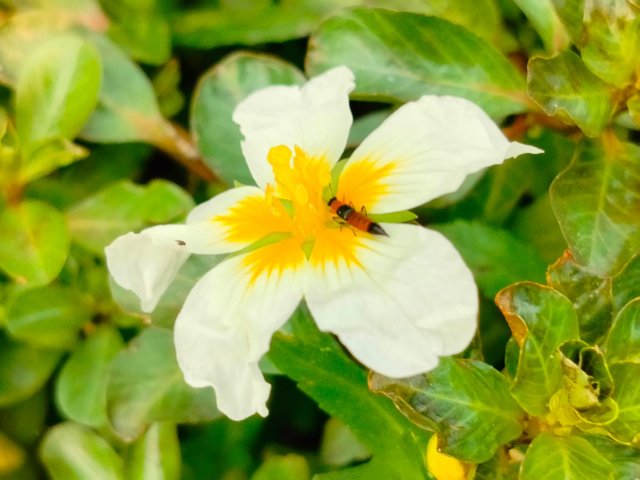 IMG-20250401-WA0003.