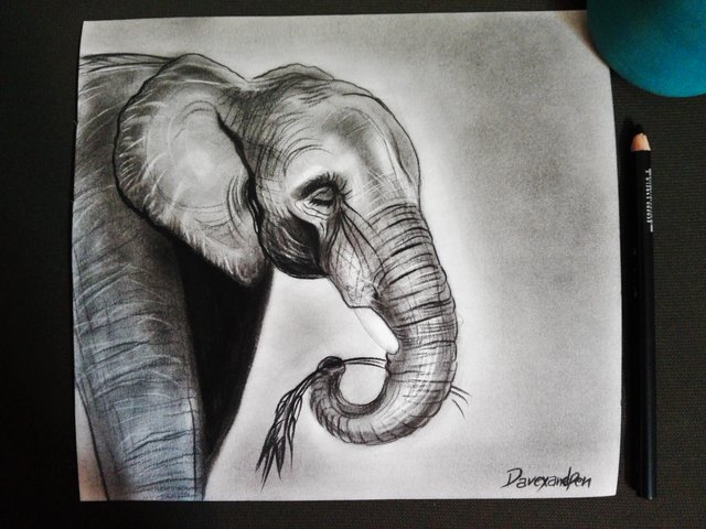 Elephant(371).jpg