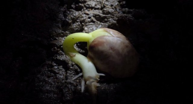 neil-bromhall-time-lapse-seed-germination.jpg