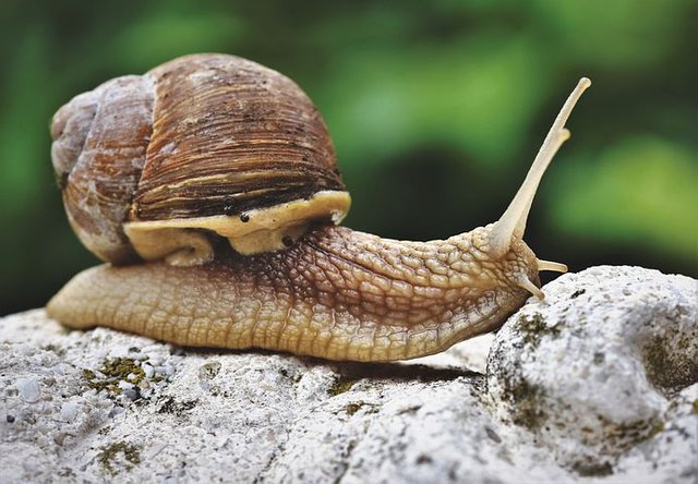 snail-4291296__480.jpg
