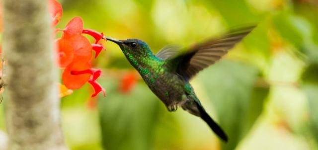 curiosidades-de-las-aves-colibrí-qué-comen.jpg