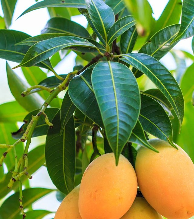 10-Amazing-Benefits-And-Uses-Of-Mango-Leaves-Aam-Ke-Patte_180370772.jpg