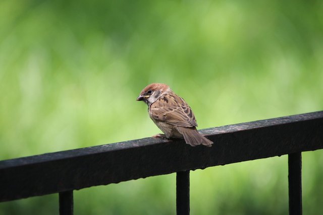 sparrow-5875379_1280.jpg